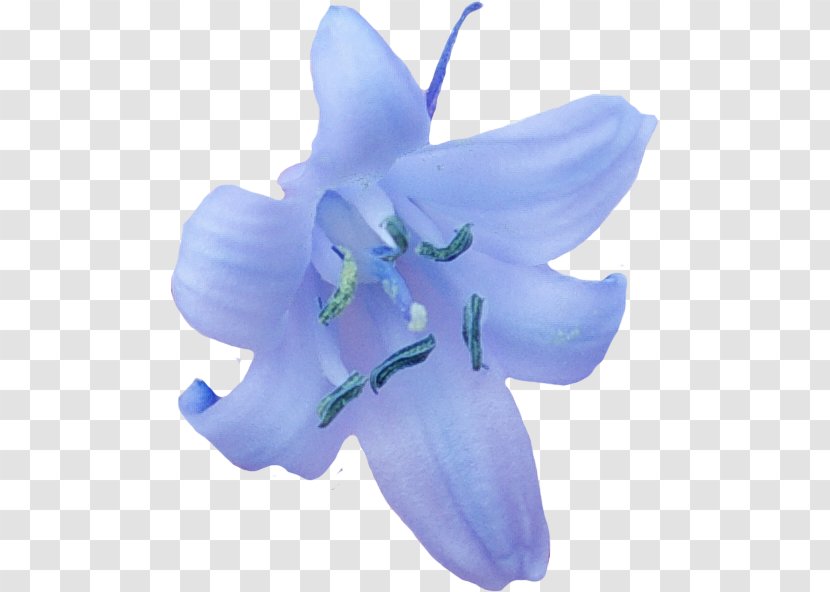 Blue Iris Flower - Bellflower Family Transparent PNG