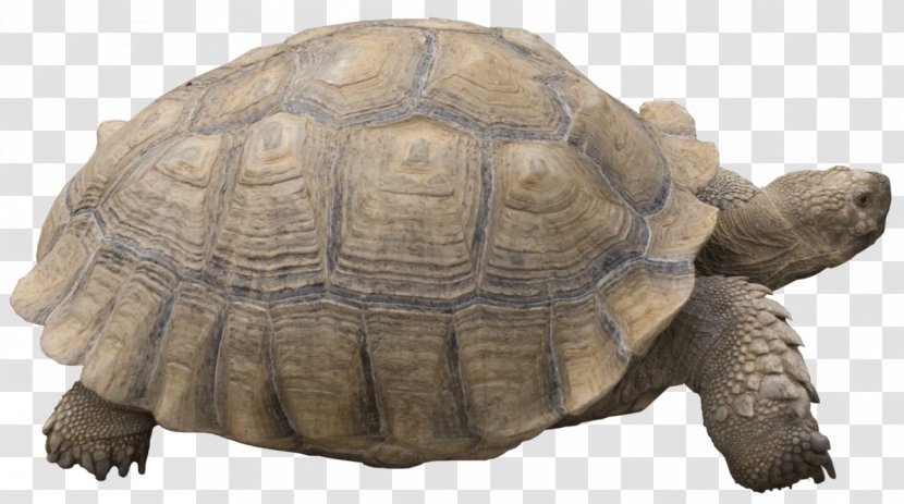 Reptile Turtle Hermann's Tortoise - Tortoide Transparent PNG