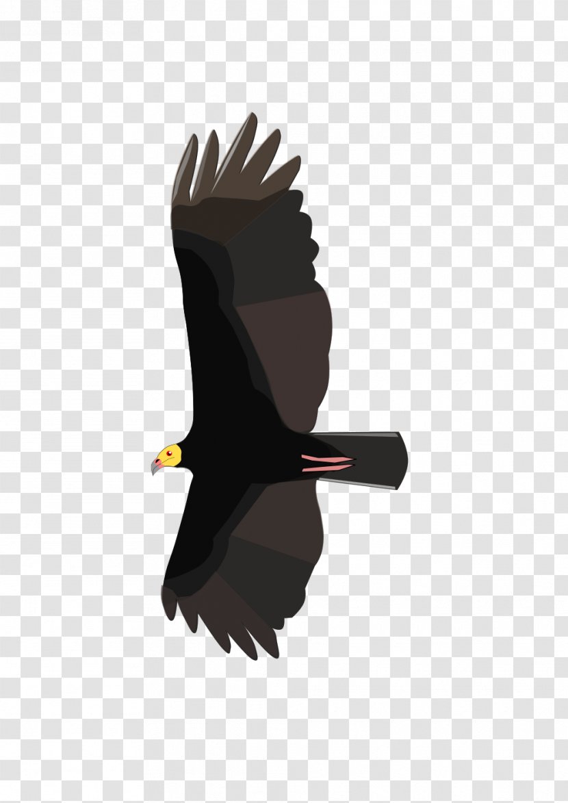 Bird Of Prey Turkey Vulture Greater Yellow-headed Lesser - Whiterumped Transparent PNG