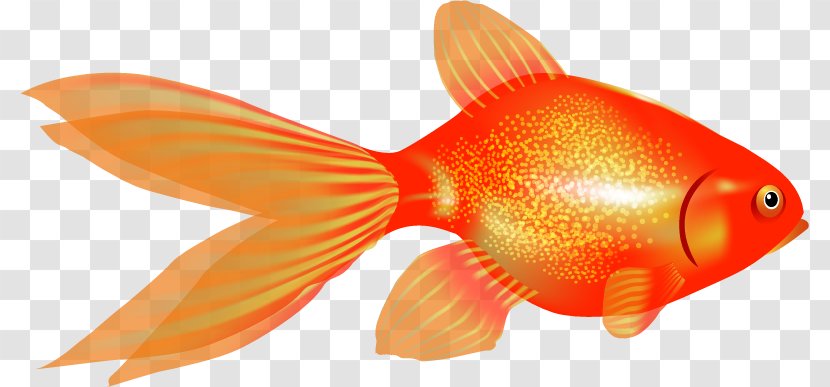 Goldfish Ornamental Fish - Aquarium Transparent PNG
