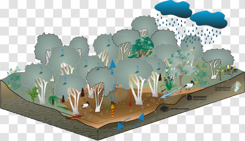 Swamp Wetland Floodplain Melaleuca Gum Trees - Plastic - Eucalyptus Transparent PNG