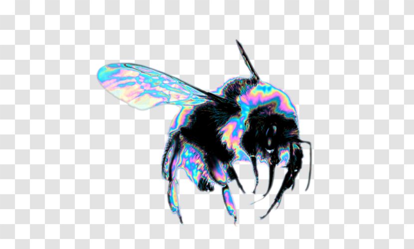 Western Honey Bee Hornet Insect Dog - Sting Transparent PNG