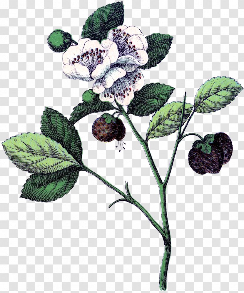 Botanical Illustration Strawberry Botany Flower Plant Anatomy - Art Transparent PNG