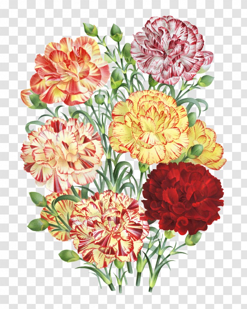 Carnation Floral Design Flower Bouquet Painting - Perennial Plant Transparent PNG