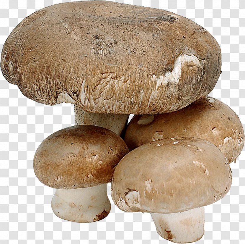 Common Mushroom Shiitake Fungus Edible - Pleurotus Eryngii Transparent PNG
