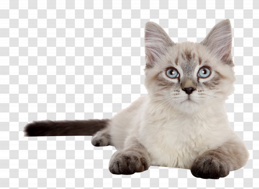 Siberian Cat Siamese Kitten Dog Puppy - Whiskers - Tummy Transparent PNG