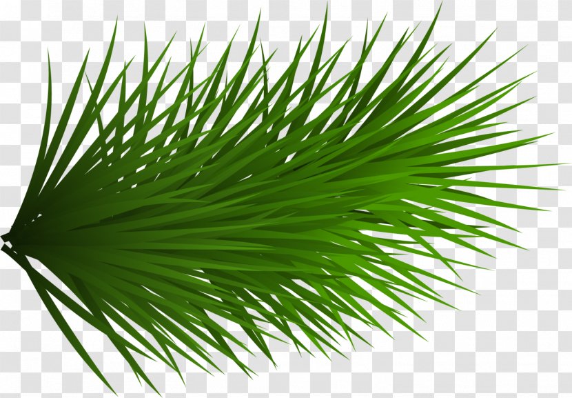 Watercolor Painting - Palm Tree - Small Fresh Green Grass Transparent PNG