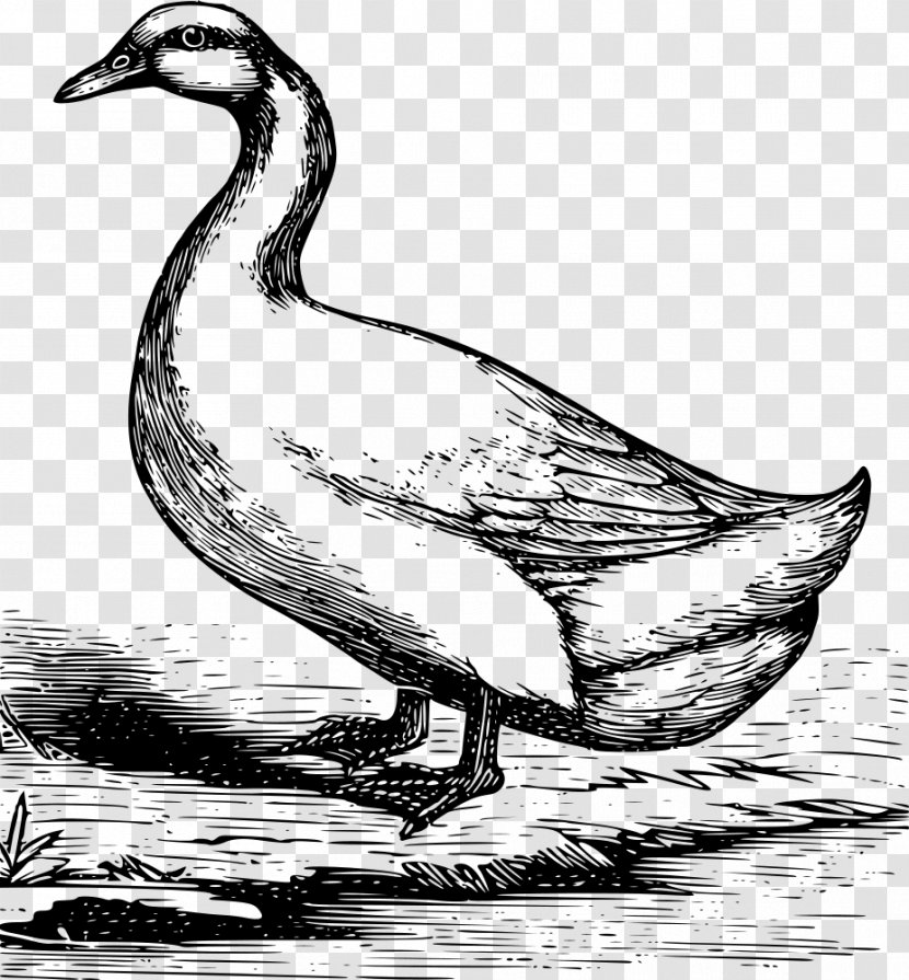 Duck American Pekin Mallard Goose Drawing - Extinction Transparent PNG