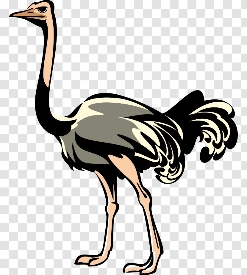 Bird Clip Art Emu Image - Vertebrate Transparent PNG