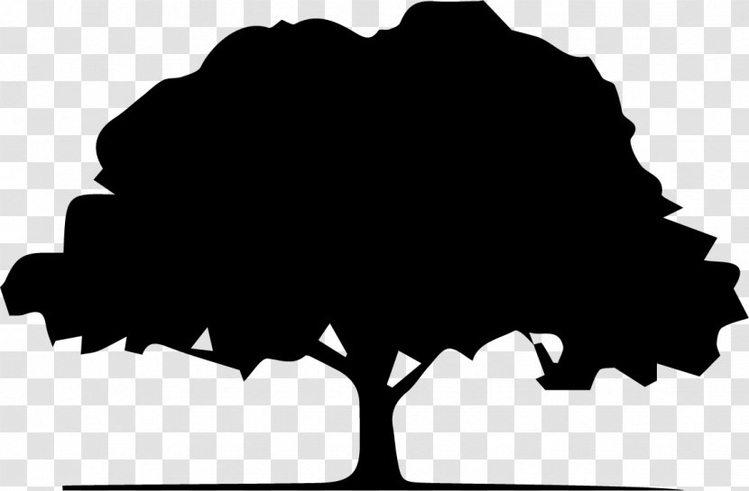 Oak Tree Silhouette - White - Meteorological Phenomenon World Transparent PNG