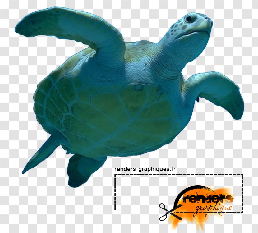Loggerhead Sea Turtle Marine Biology - Fauna Transparent PNG