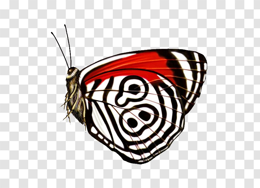 Monarch Butterfly Insect Brush-footed Butterflies - Arthropod Transparent PNG