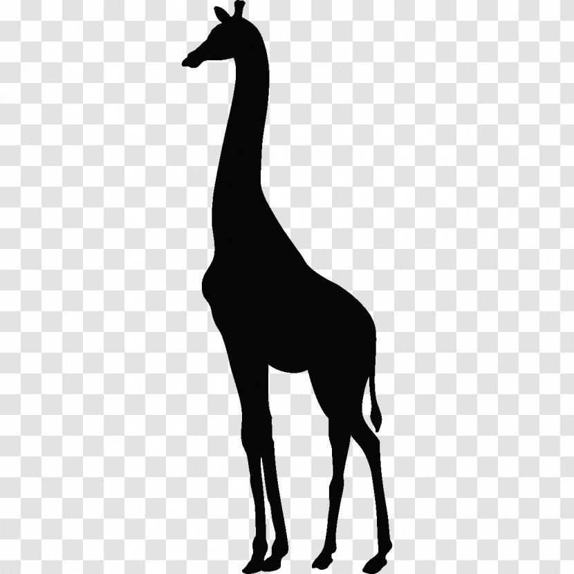 Baby Giraffes About Paper Zazzle - Giraffidae - Giraffe Transparent PNG