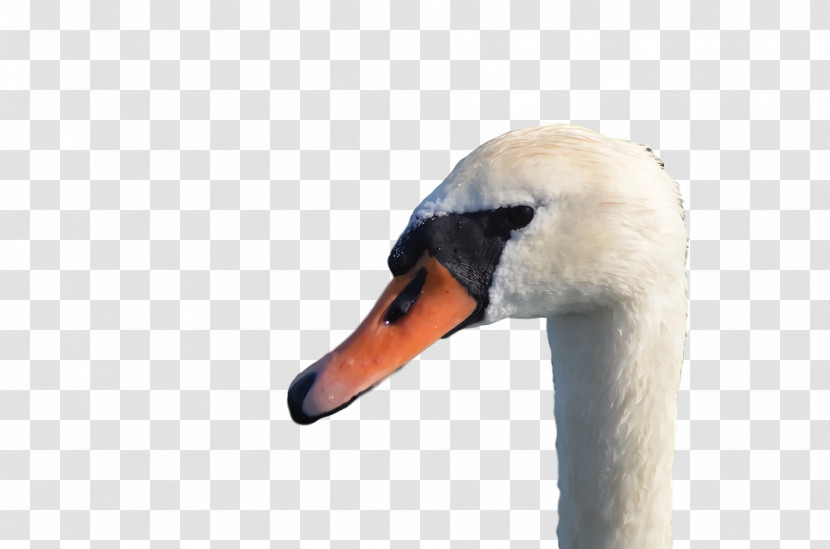 Swans Duck Beak Transparent PNG