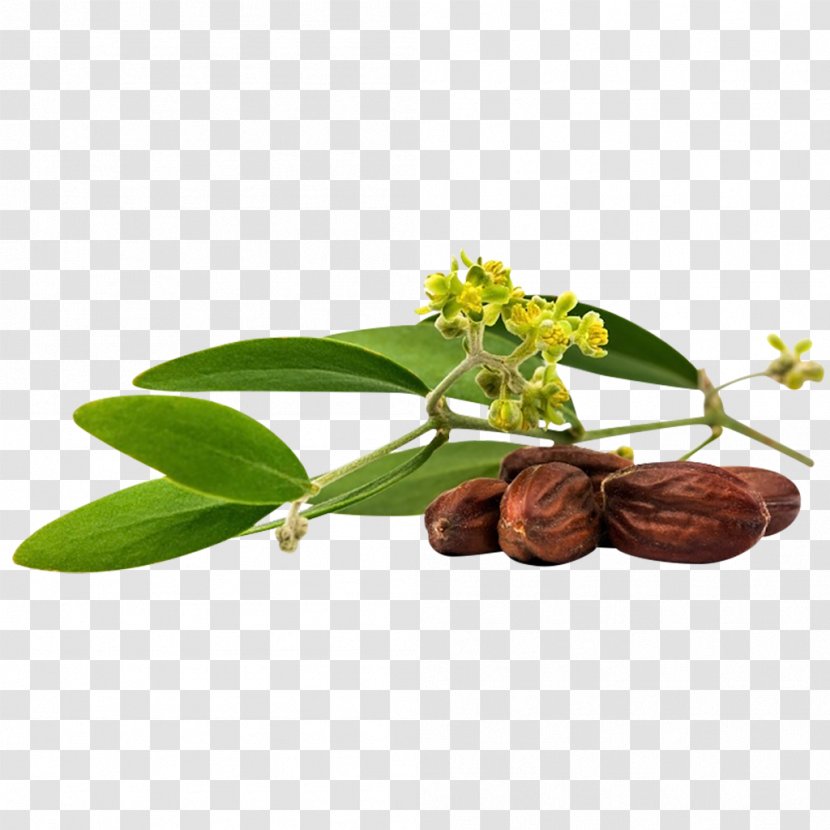 Jojoba Oil Seed - Essential - Sunflower Transparent PNG