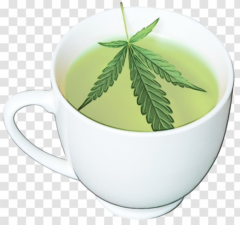 Leaf Green Tea - Tree - Tableware Drinkware Transparent PNG