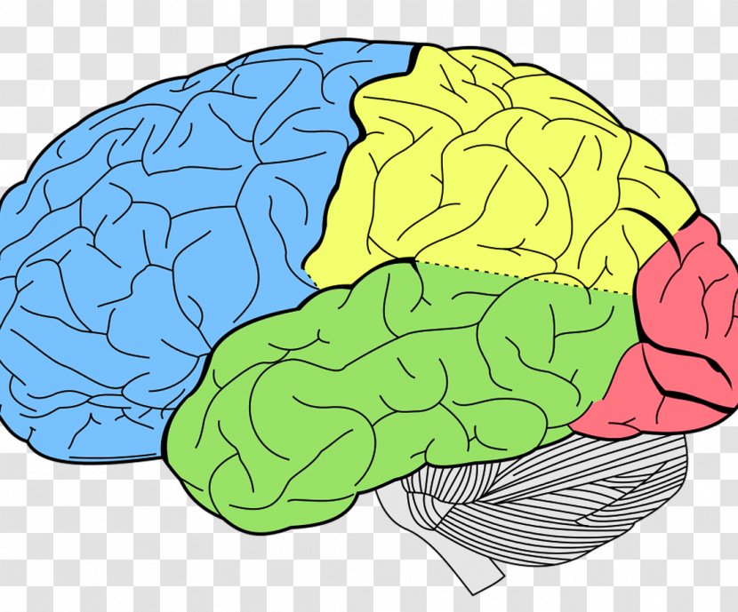 Lobes Of The Brain Human Frontal Lobe Temporal - Frame Transparent PNG