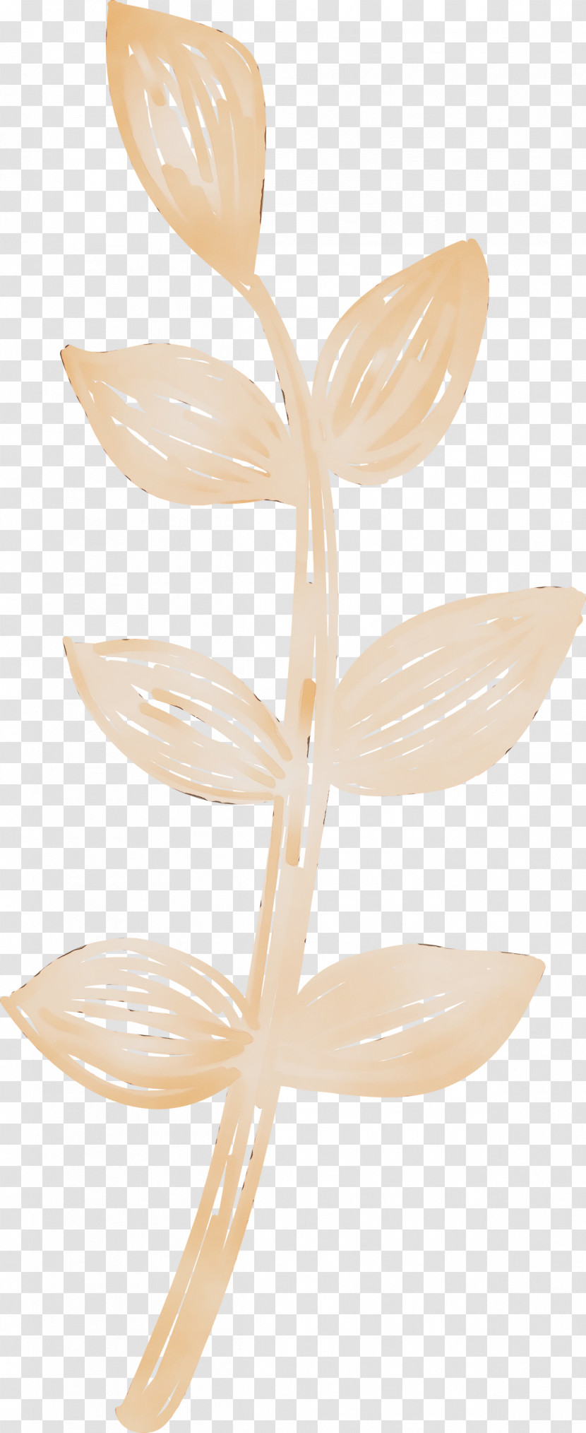 Petal Transparent PNG