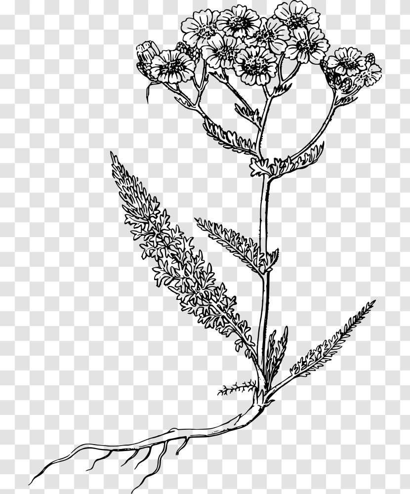 Yarrow Drawing - User Interface - Leaf Transparent PNG