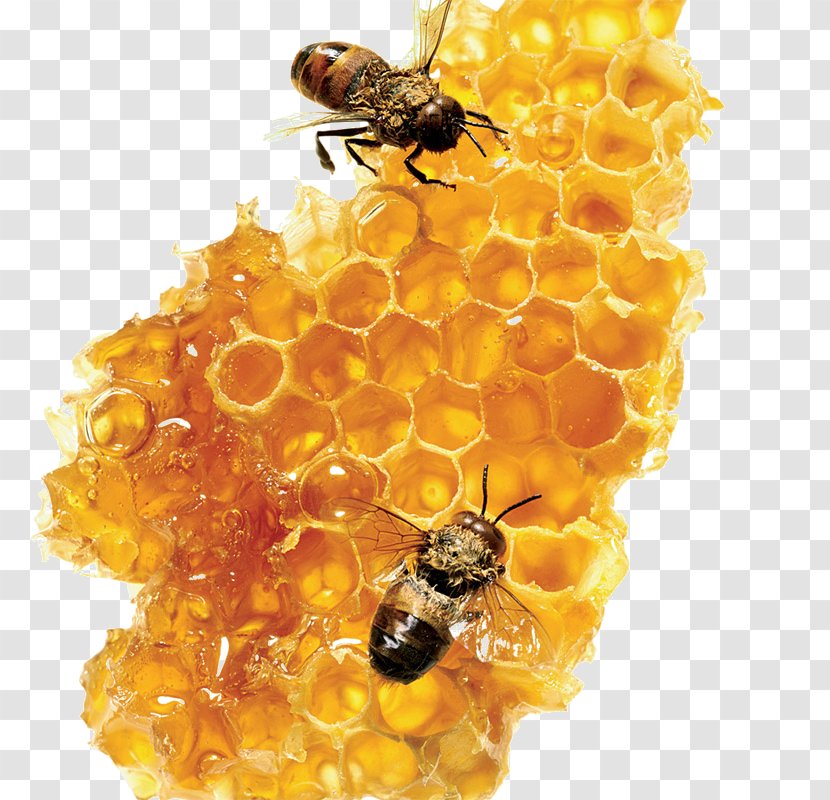 Honey Bee Sugar Food - Organic Transparent PNG