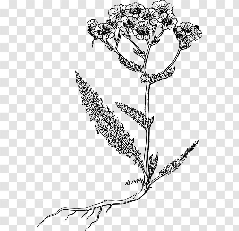 Yarrow Clip Art - Monochrome Photography - Herb Drawing Transparent PNG