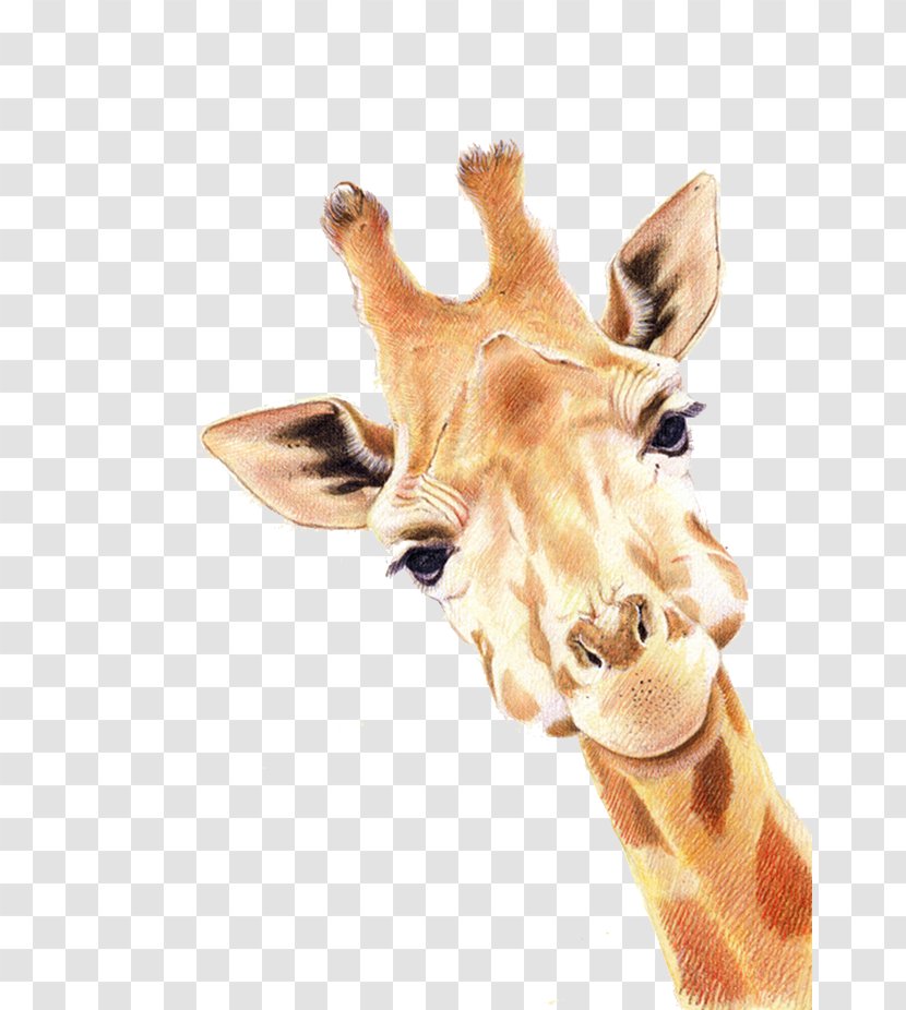 Paper Colored Pencil Giraffe Painting Deer - Fabercastell Transparent PNG
