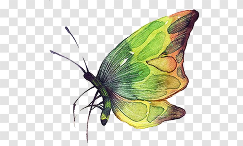 Butterfly Green Clip Art - Moth Transparent PNG