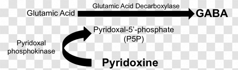 Pyridoxine Gamma-Aminobutyric Acid Pyridoxal Phosphate Vitamin B-6 - Tree - Status Epilepticus Transparent PNG