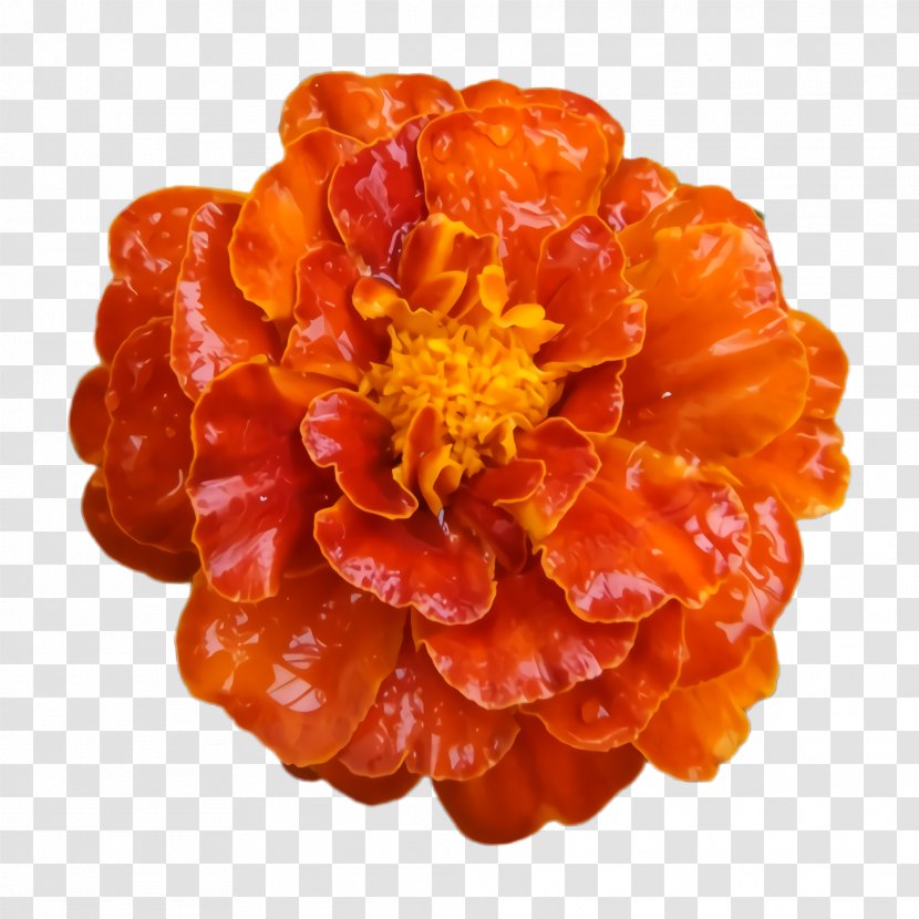 Marigold Flower - Perennial Plant Food Transparent PNG