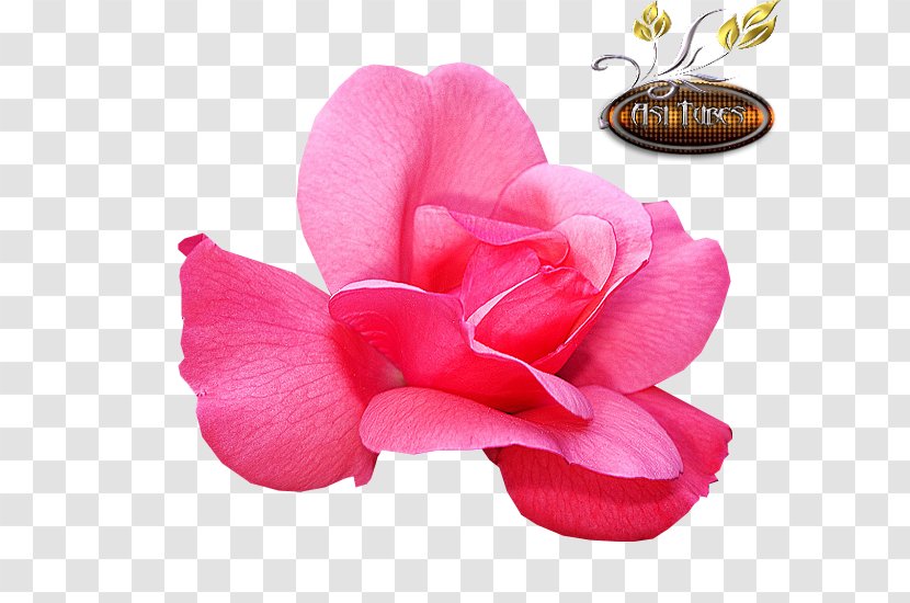 Garden Roses Cut Flowers Petal Pink M - Closeup - Rose Transparent PNG