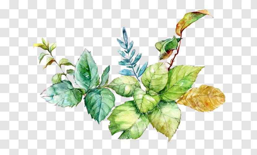 Watercolor Painting Download - Coreldraw - Mint Leaves Picture Material Transparent PNG