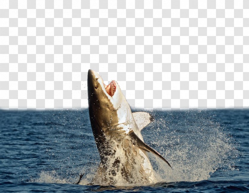 Great White Shark Megalodon Attack Unmanned Aerial Vehicle - Blacktip Reef - The Fierce Leaping Out Of Sea Transparent PNG