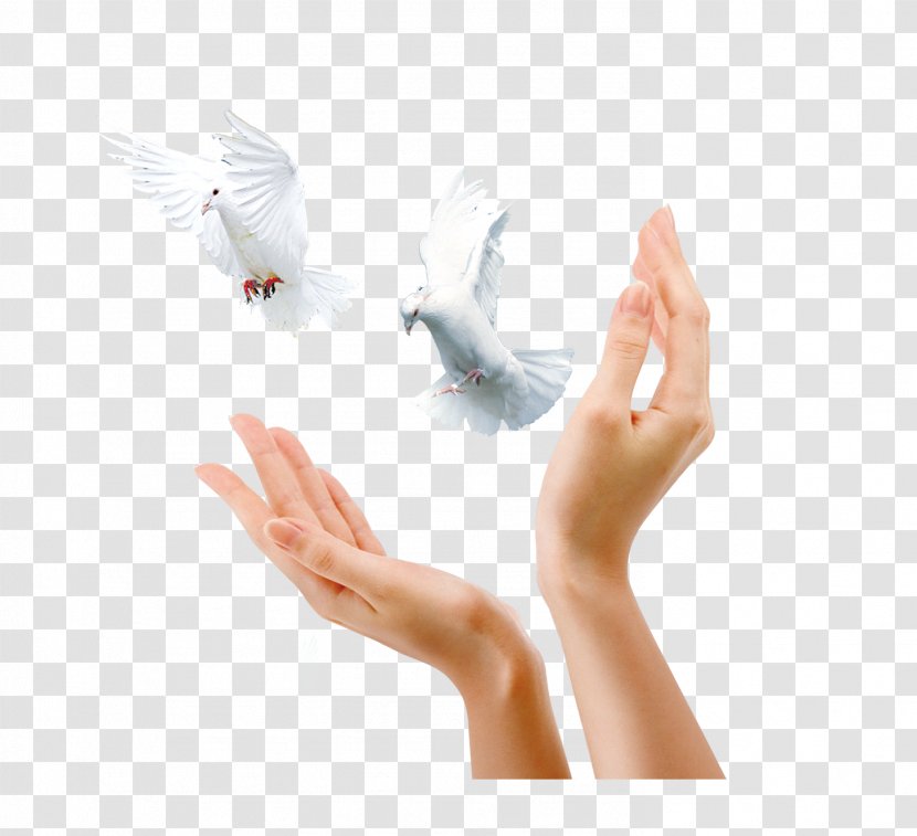 Advertising Gratis Icon - Frame - Pigeon Gesture Transparent PNG