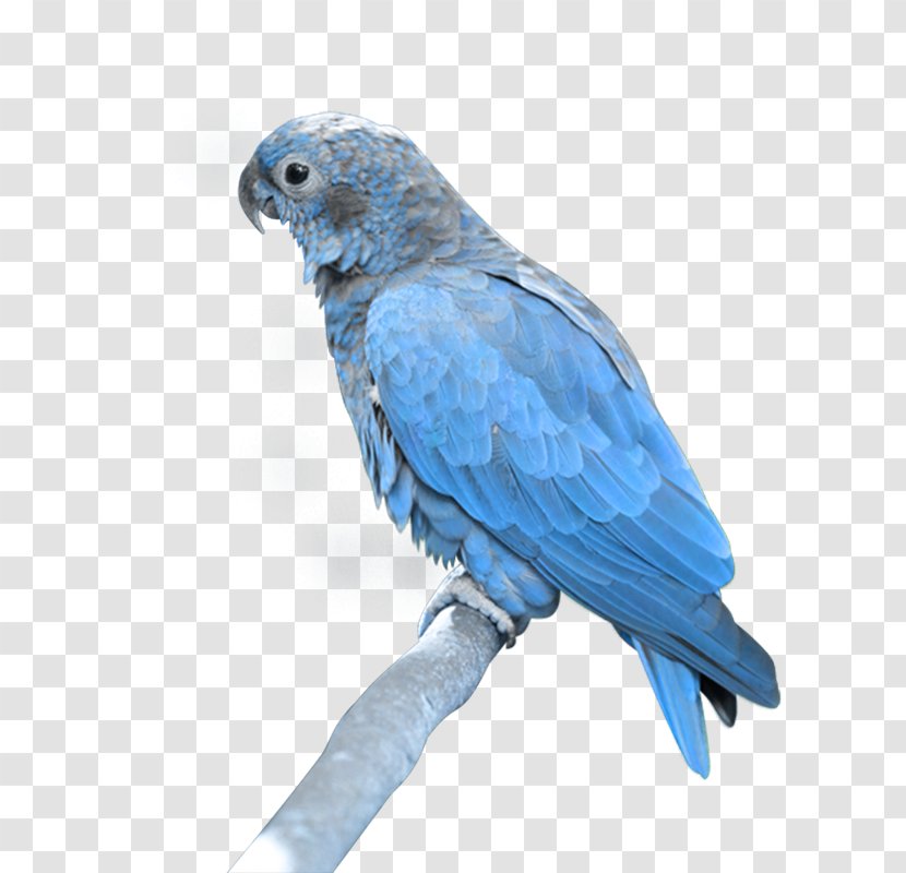 Hyacinth Macaw - Lead - Ib Transparent PNG