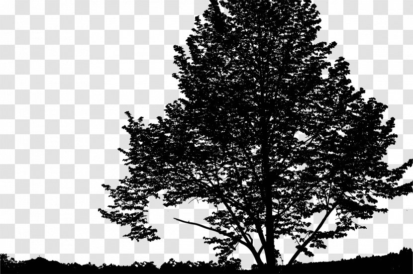 Spruce Landscape - Monochrome - Nature Silhouette Transparent PNG