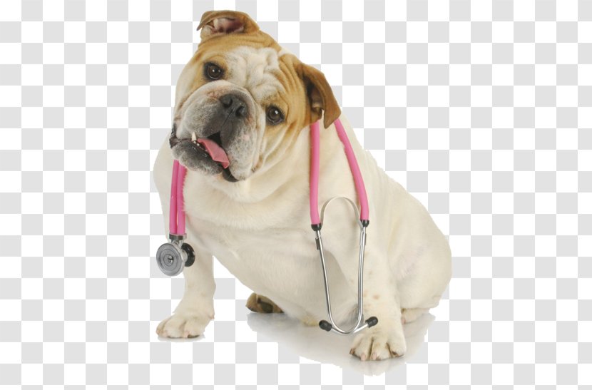 Bulldog Cat Pug Veterinarian Pet - Dog Breed Transparent PNG