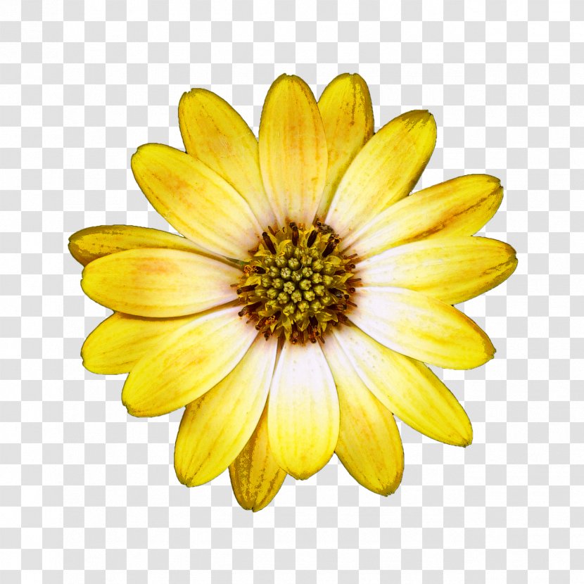 Oxeye Daisy Clip Art Image Marguerite - Sunflower Seed - Bornholm Transparent PNG