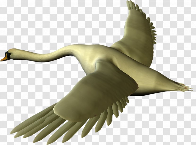 Duck Cygnini Goose Clip Art - Neck Transparent PNG