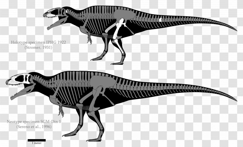 Carcharodontosaurus Giganotosaurus Acrocanthosaurus Tyrannotitan Velociraptor - Black And White - Skull Transparent PNG