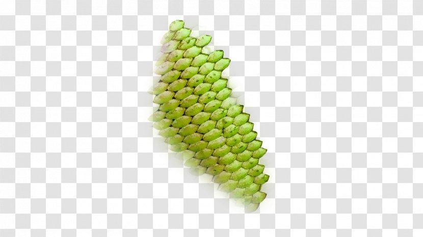 Fish Scale Skin Tail - Fruit Transparent PNG
