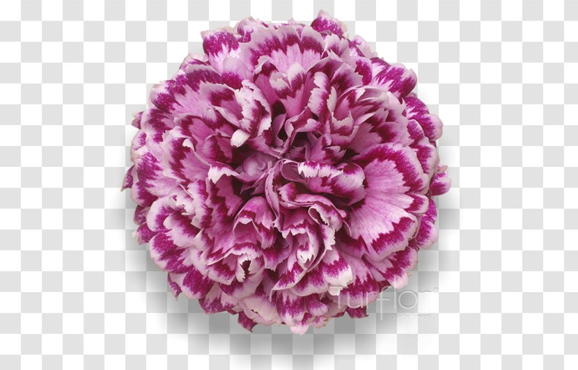 Violet Lilac Purple Cut Flowers - Pink Family - Burgundy Transparent PNG