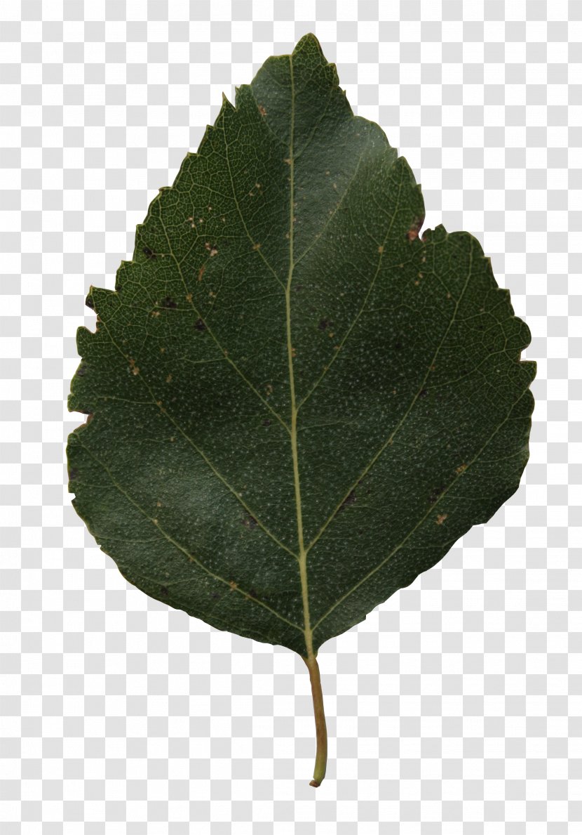 Leaf Tree Branch Silver Birch Alpha Channel - Plant Pathology Transparent PNG
