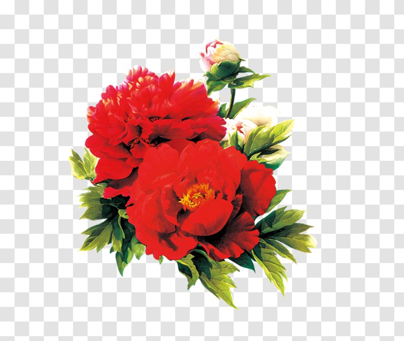 Moutan Peony Red Download - Annual Plant Transparent PNG