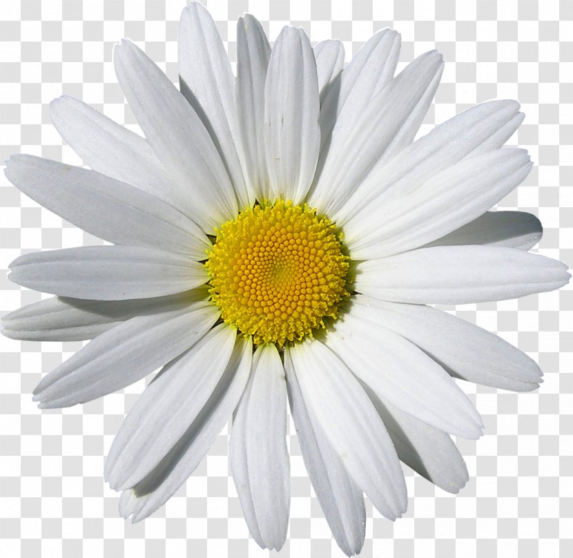 Common Daisy Family Flower Oxeye Royalty-free Transparent PNG
