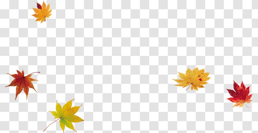 Maple Leaf - Gratis - Falling Leaves Transparent PNG