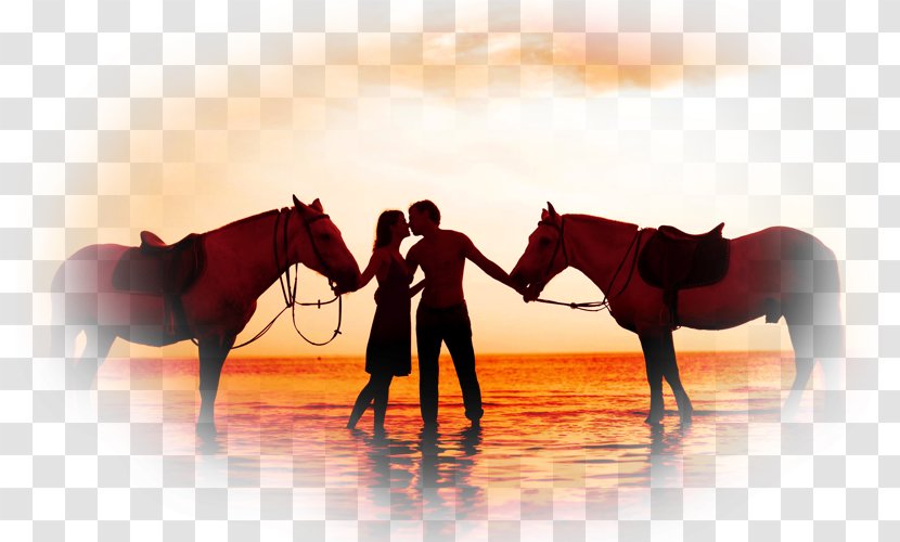 Romance American Quarter Horse Love Kiss Couple - Like Mammal Transparent PNG