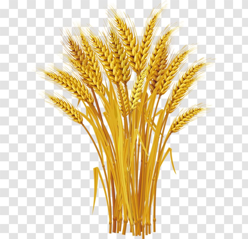 Wheat Royalty-free Ear Clip Art - Grain - Yellow Harvest Transparent PNG