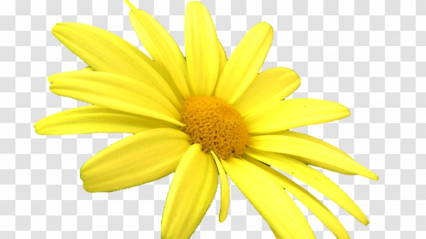 Oxeye Daisy Chrysanthemum Marguerite Transparent PNG