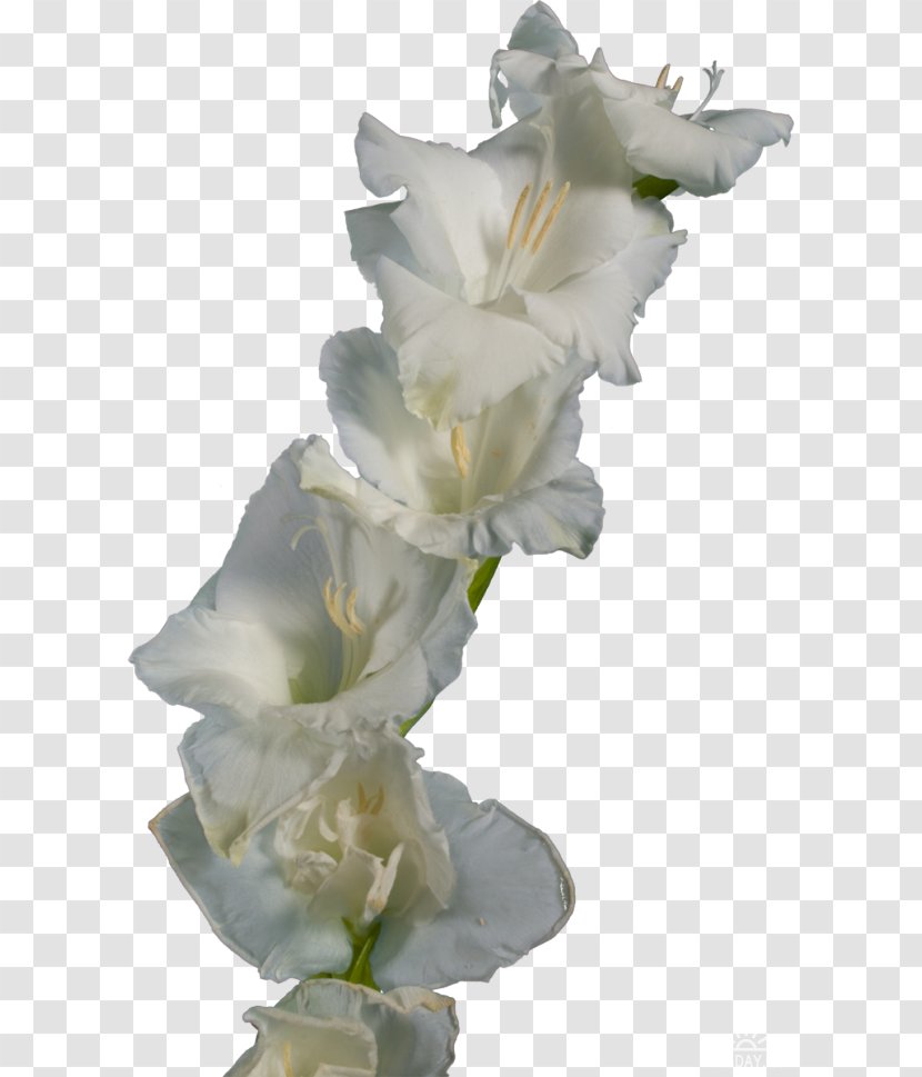 Gladiolus Cut Flowers Iridaceae Clip Art - Iris Transparent PNG