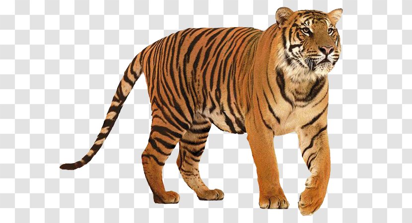 Lion Big Cat Siberian Tiger Felidae - Mammal Transparent PNG